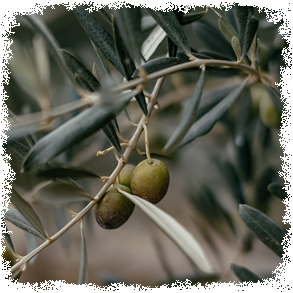 Oliven